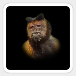 Tufted capuchin Sticker